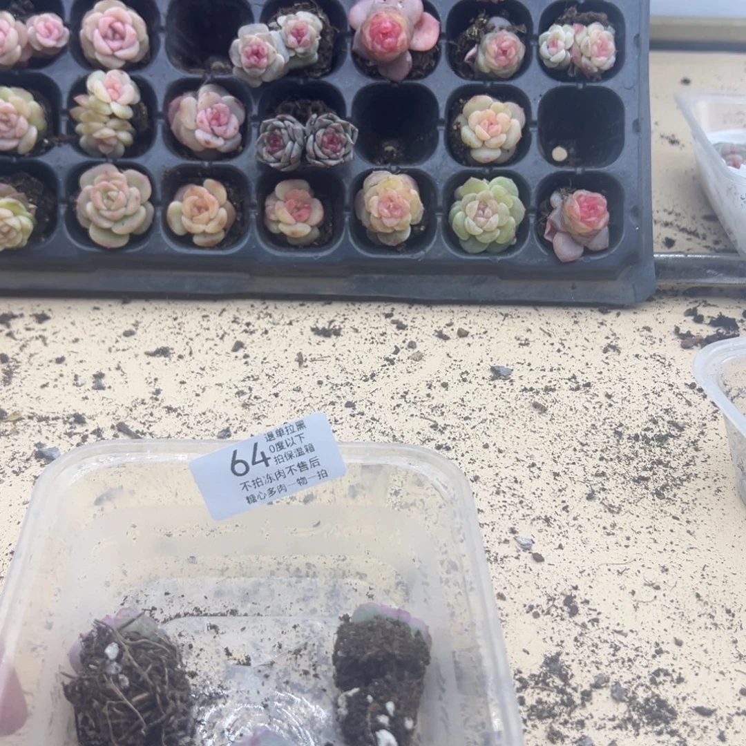 永***盛糖心多肉一物一拍64号