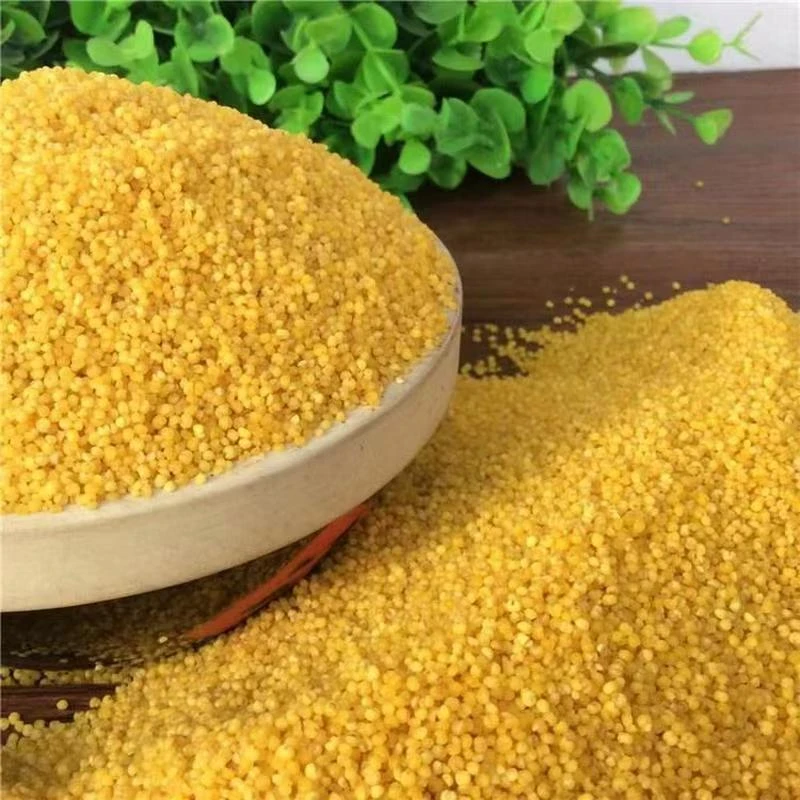 双印黄小米优质五谷杂粮金黄饱满米油醇厚适合熬粥煮饭