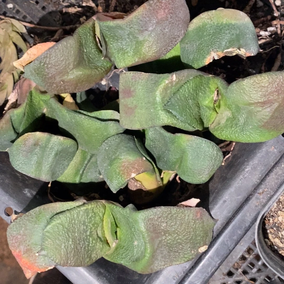 1205 一颗超大军配卧牛 双12福利