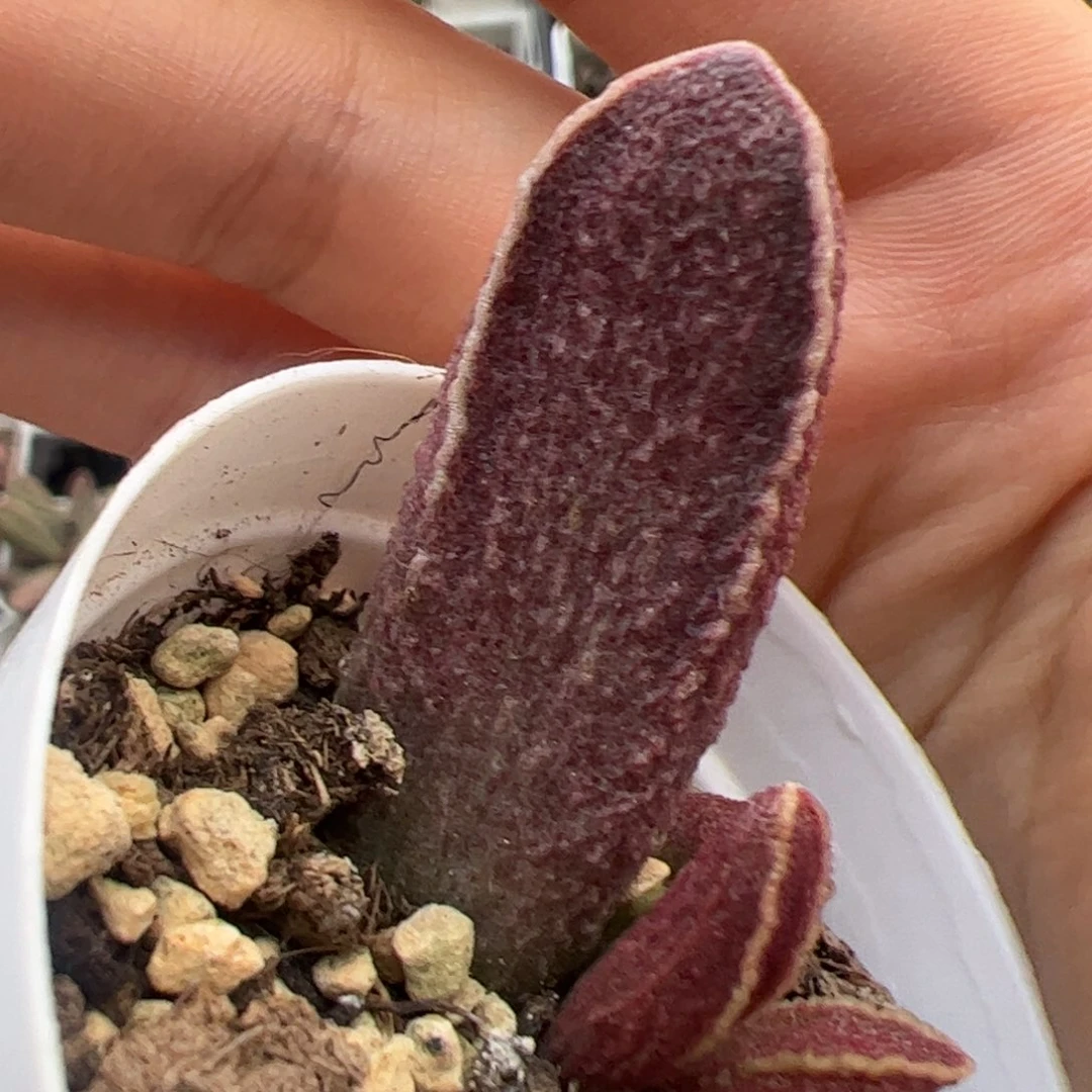 财神大苗多肉植物水泡多肉植物