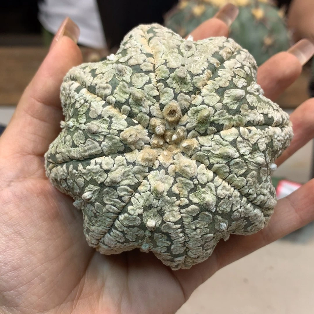 23号 出根芽 海星兜8公分