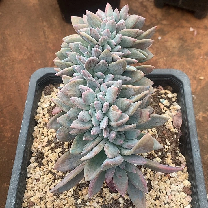 奥普琳娜缀化 全场8折 非偏远38包邮 延迟发货