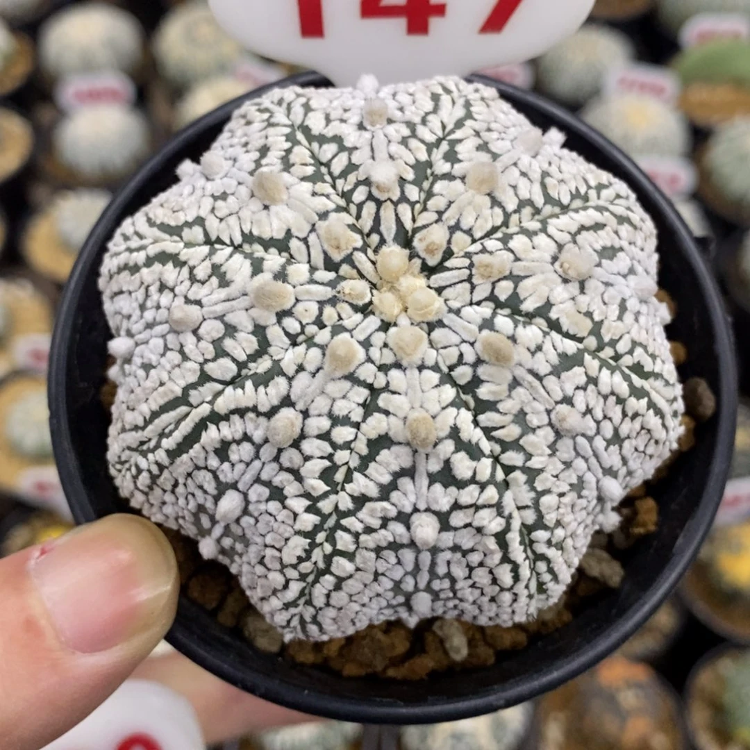 147海星浓白连线盾v超兜