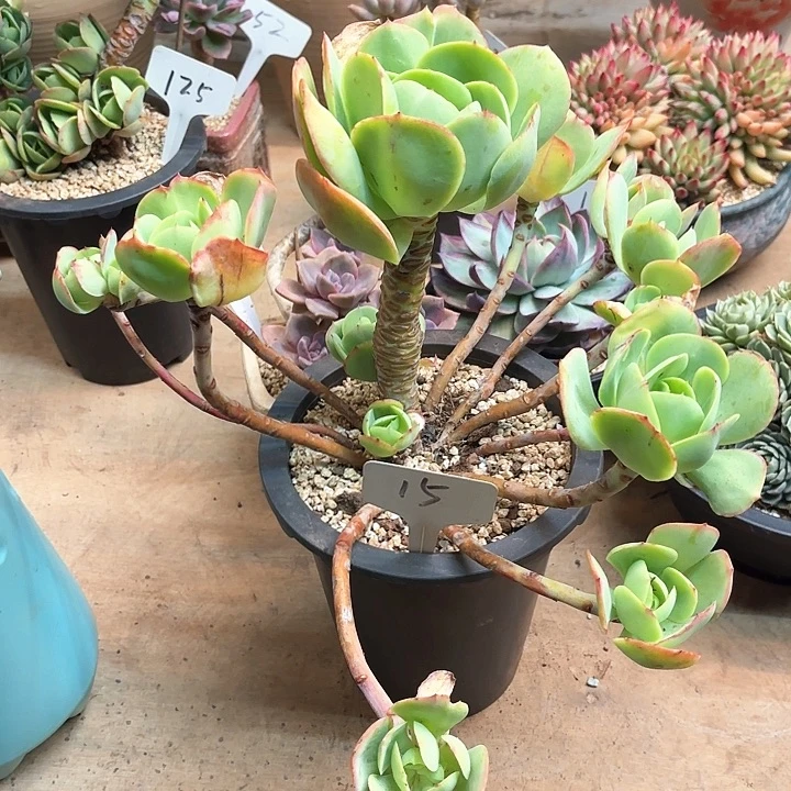 多肉植物，鸡蛋碧桃15号