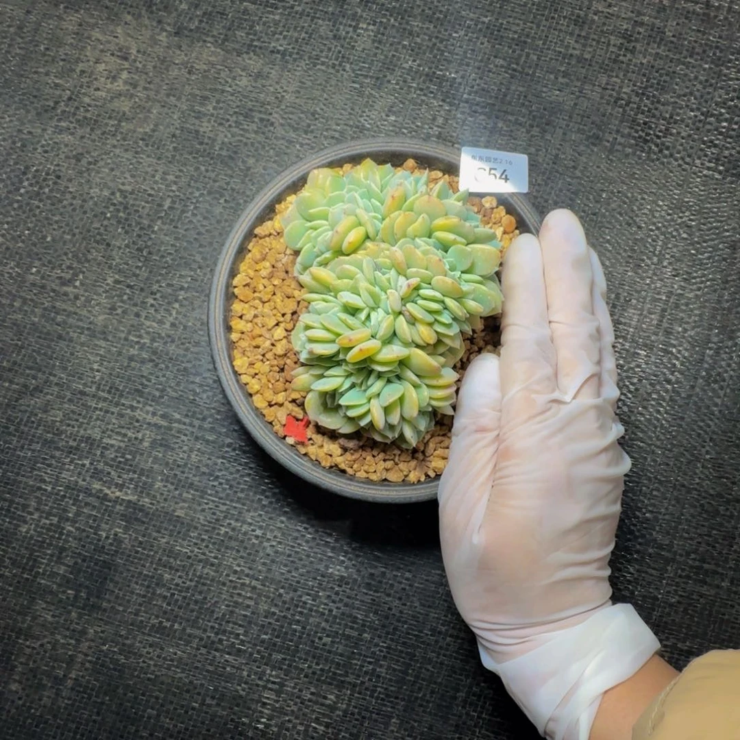 c c c c c c c c c c 54