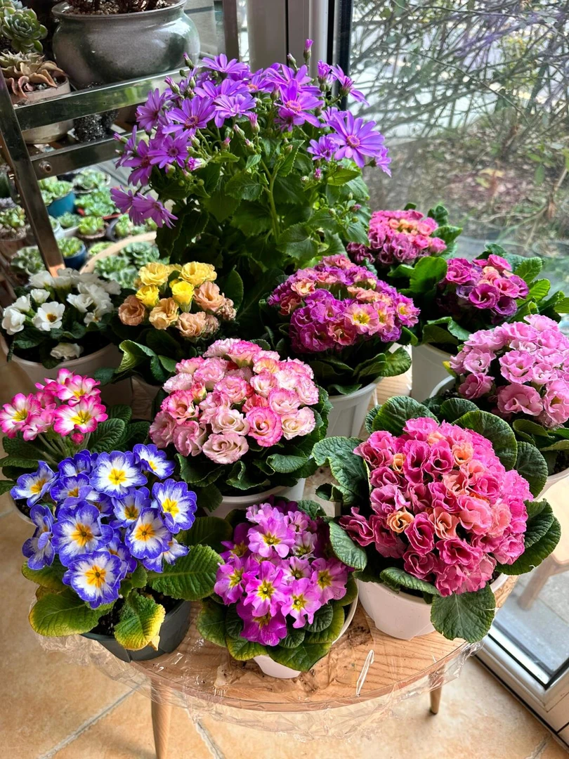 [玫瑰报春花] 4盆4色 抗寒好养多年生花卉庭院花境