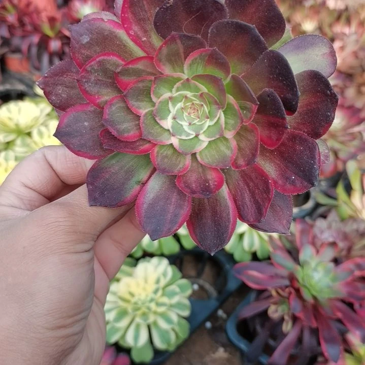 海王法师多肉法师7.6