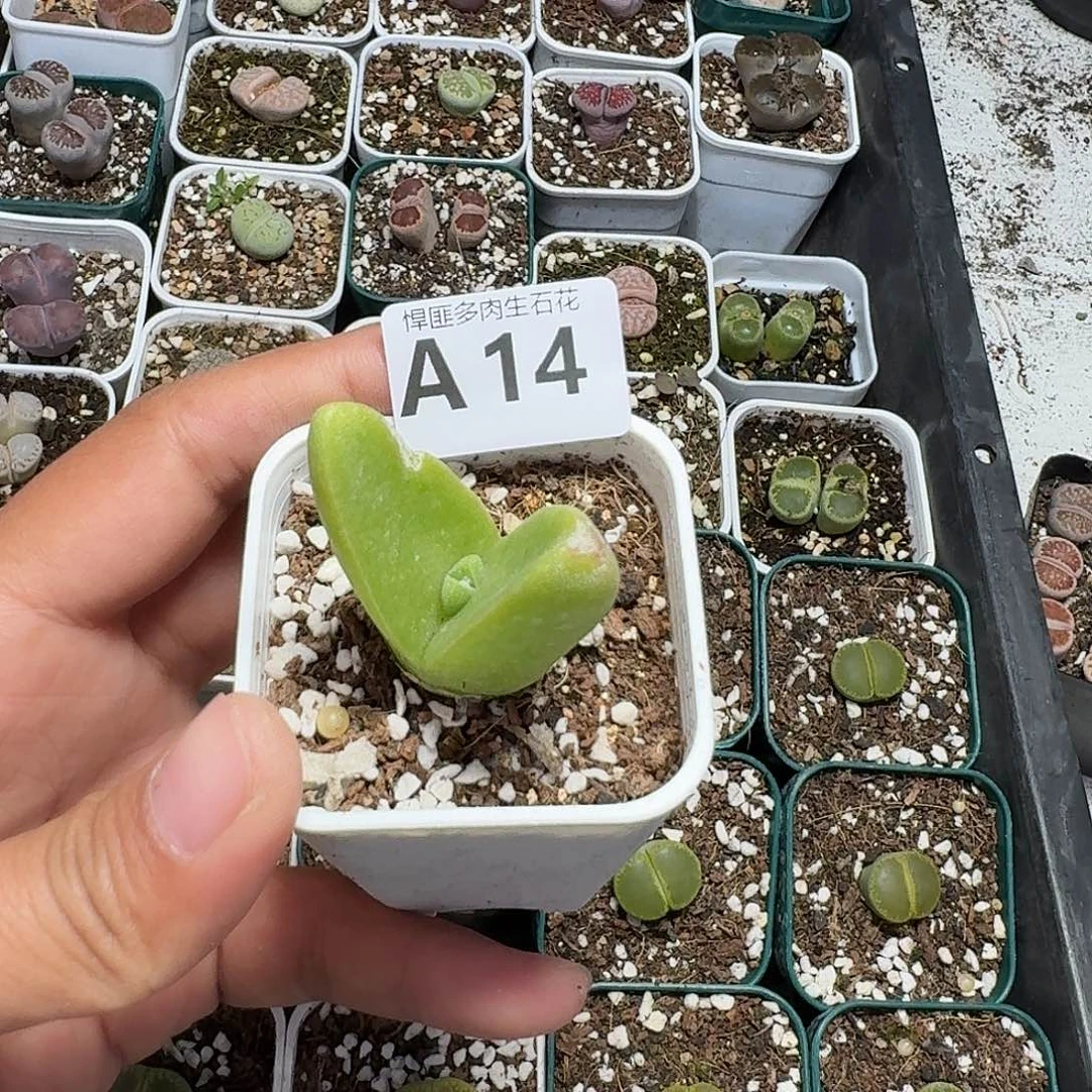 14多肉植物多肉植物