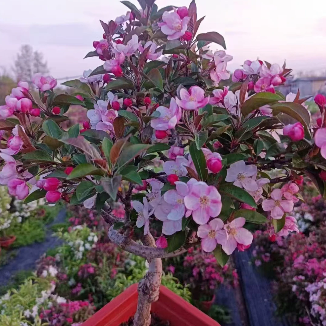 海棠花盆栽耐寒四季开花室内外好养花卉树苗