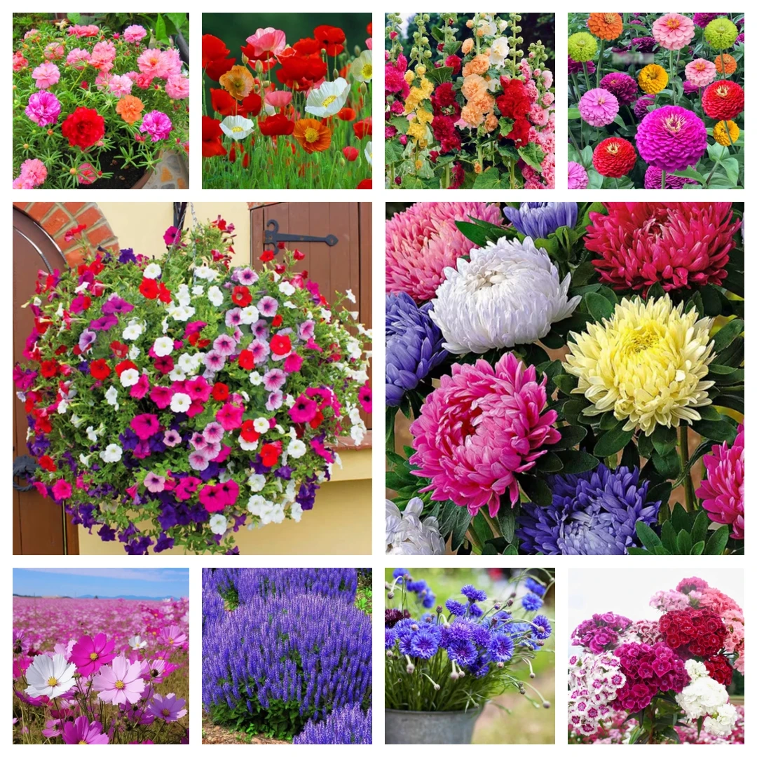 易发芽【十包不同花草种子】种籽四季播种开花易活花籽庭院室外种孑