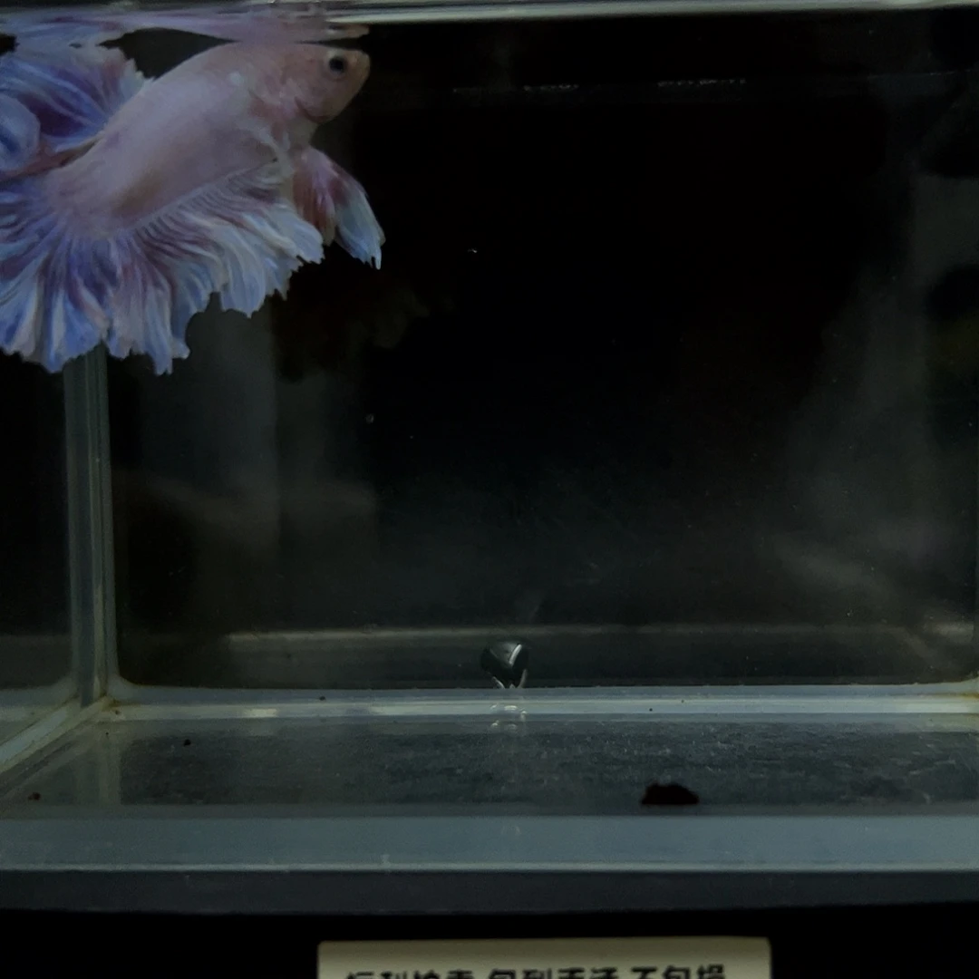 斗鱼一单包邮25日5