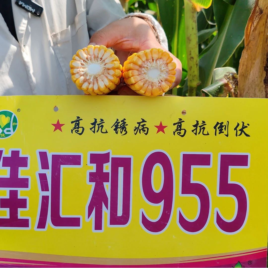 佳汇和955国审玉20241029