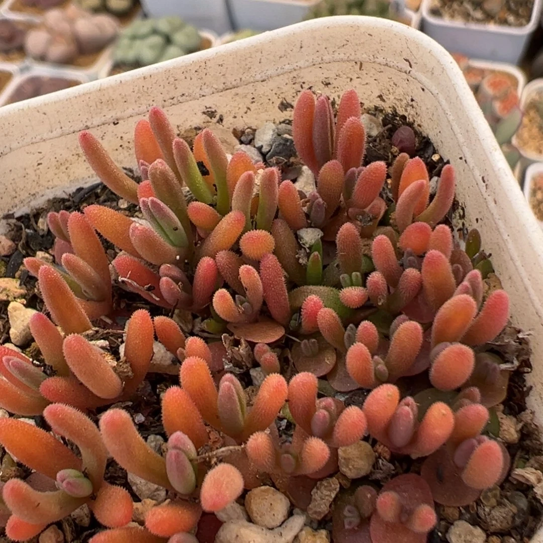 308多肉植物百科植物