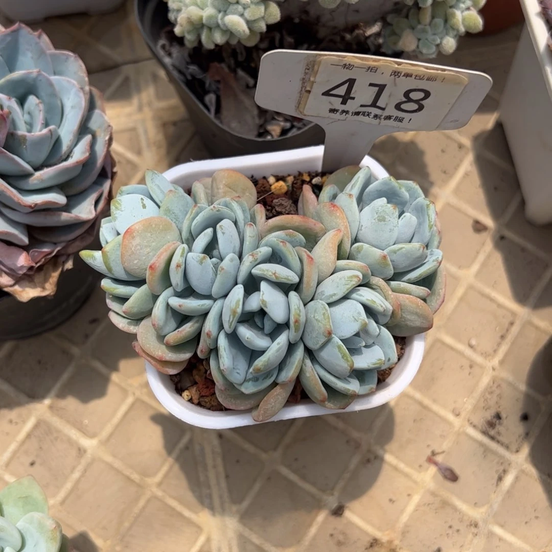 万**春418号多肉植物