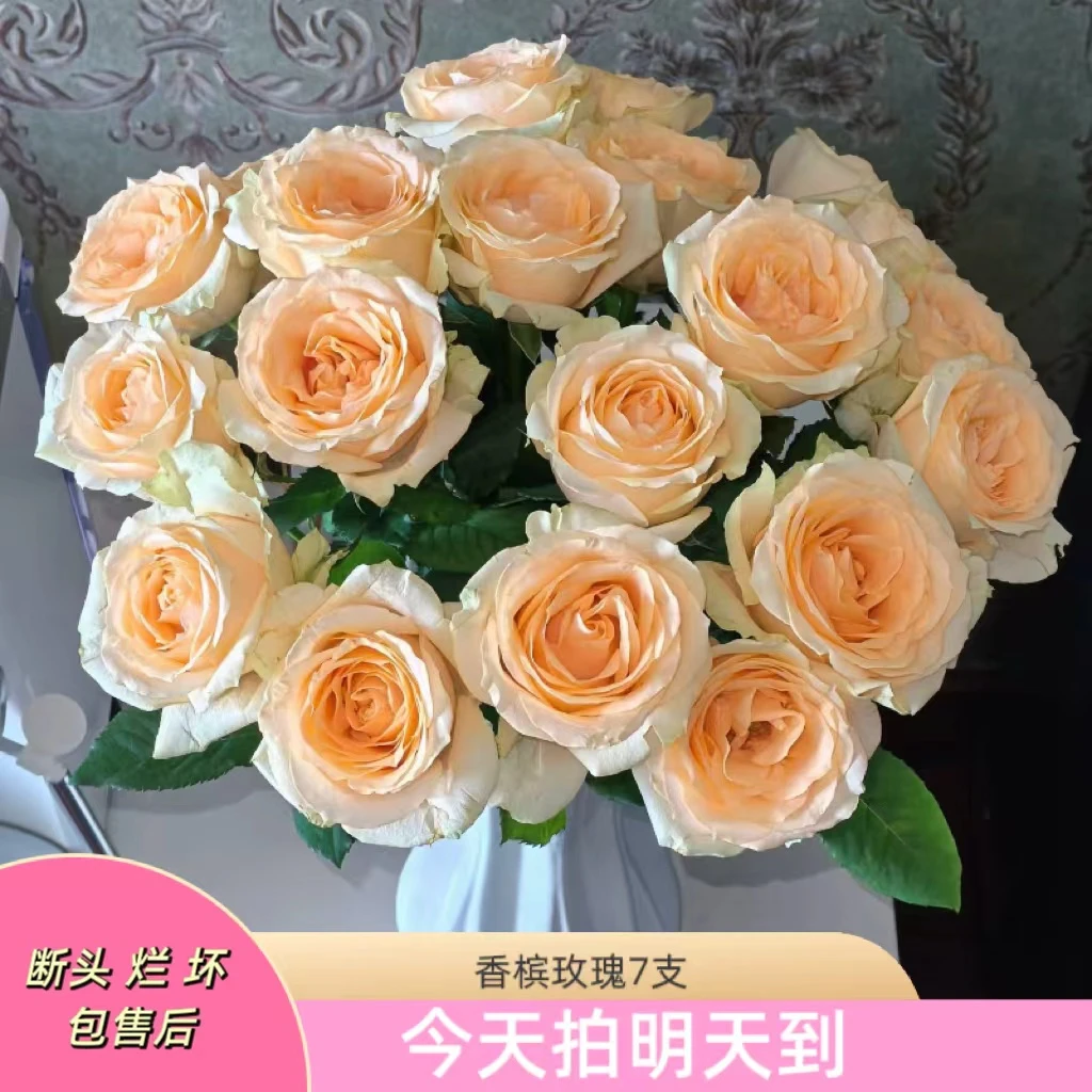 新年特价果语精选【香槟蜜桃雪山单头玫瑰7枝】云南鲜花次日达5度以下加拍保温棉