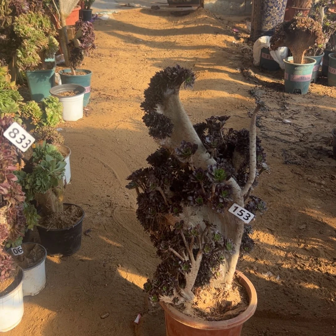 黑发朵朵伤大特价153高度47