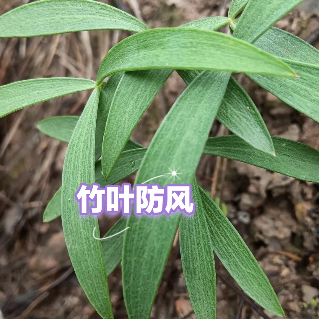 云南中药材新鲜竹叶防风鸡足防风绿植老根易活盆栽包邮