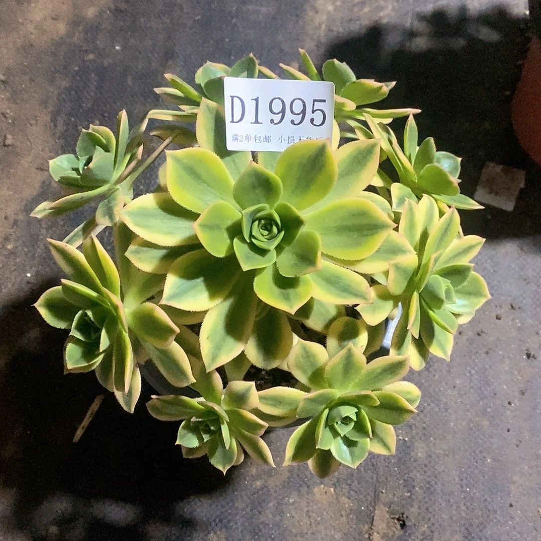 1995星爆多肉发货叶片有黑斑