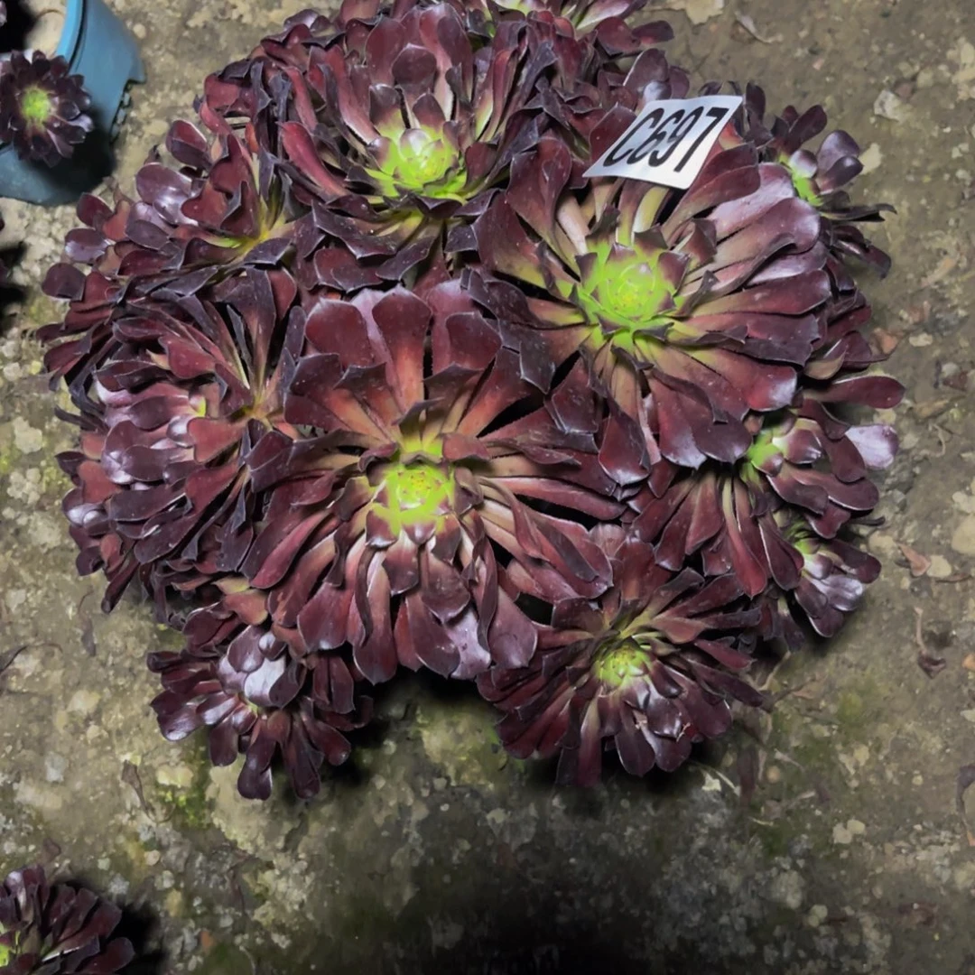 墨铜法师26/-30包邮