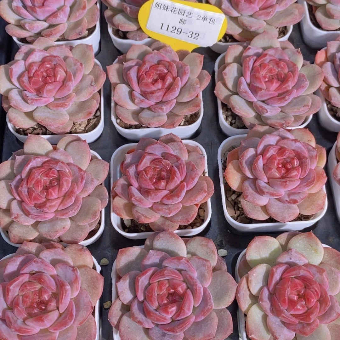 1129-32-精品钻石珍妮红琥珀单头一个