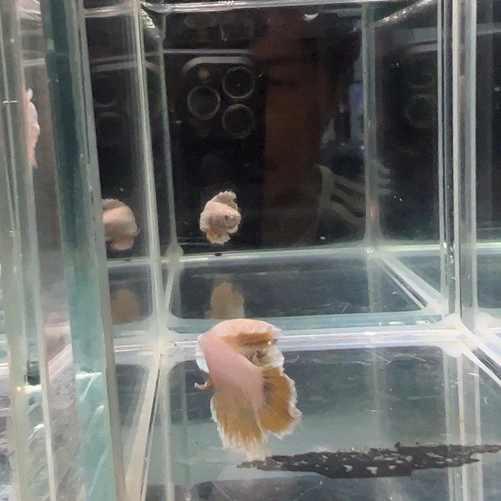 斗鱼包邮竞拍28日63