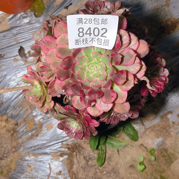 8402霁月多肉植物