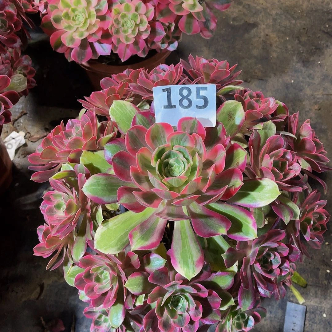 换纱185拖土发货