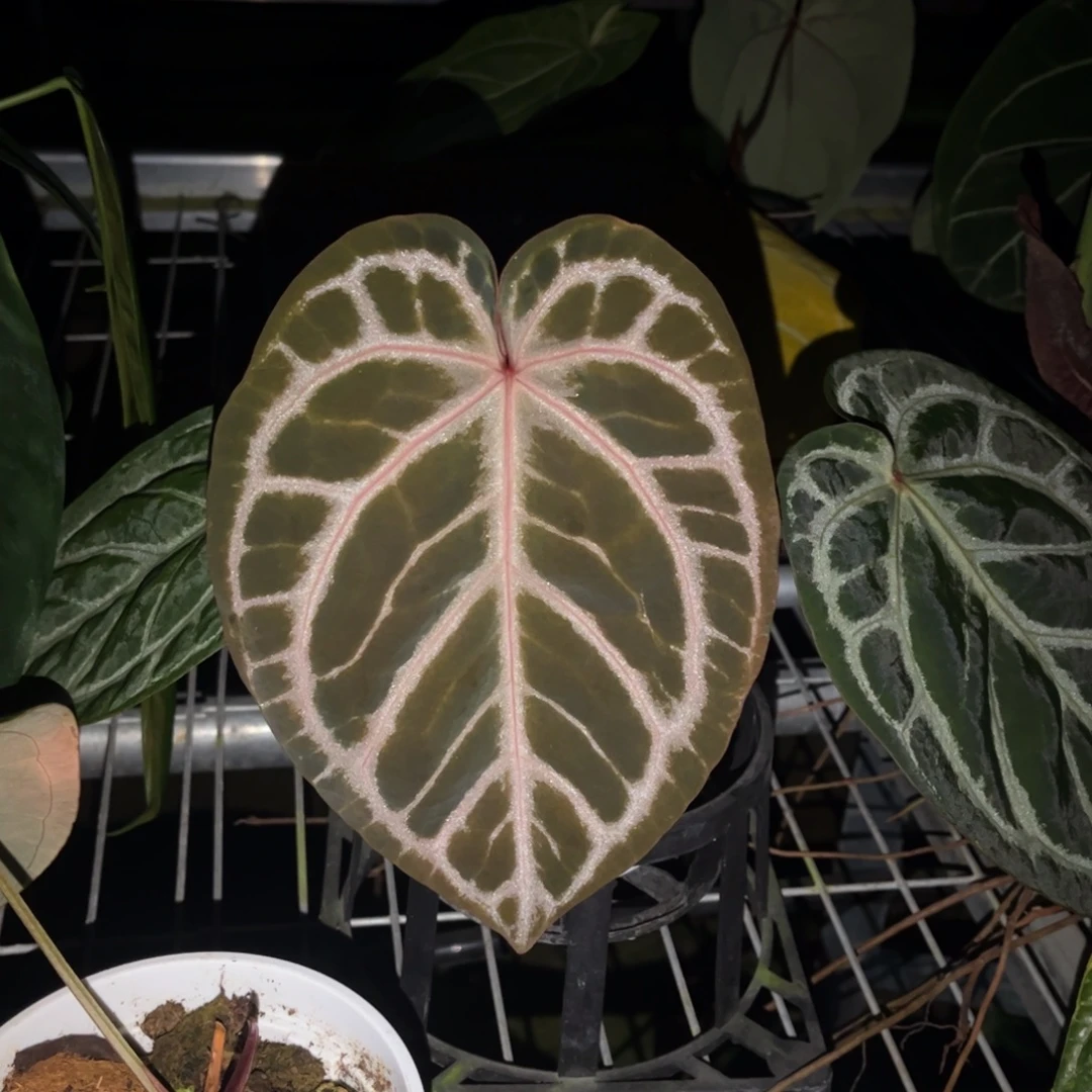 无花朵银虎杂紫水晶23