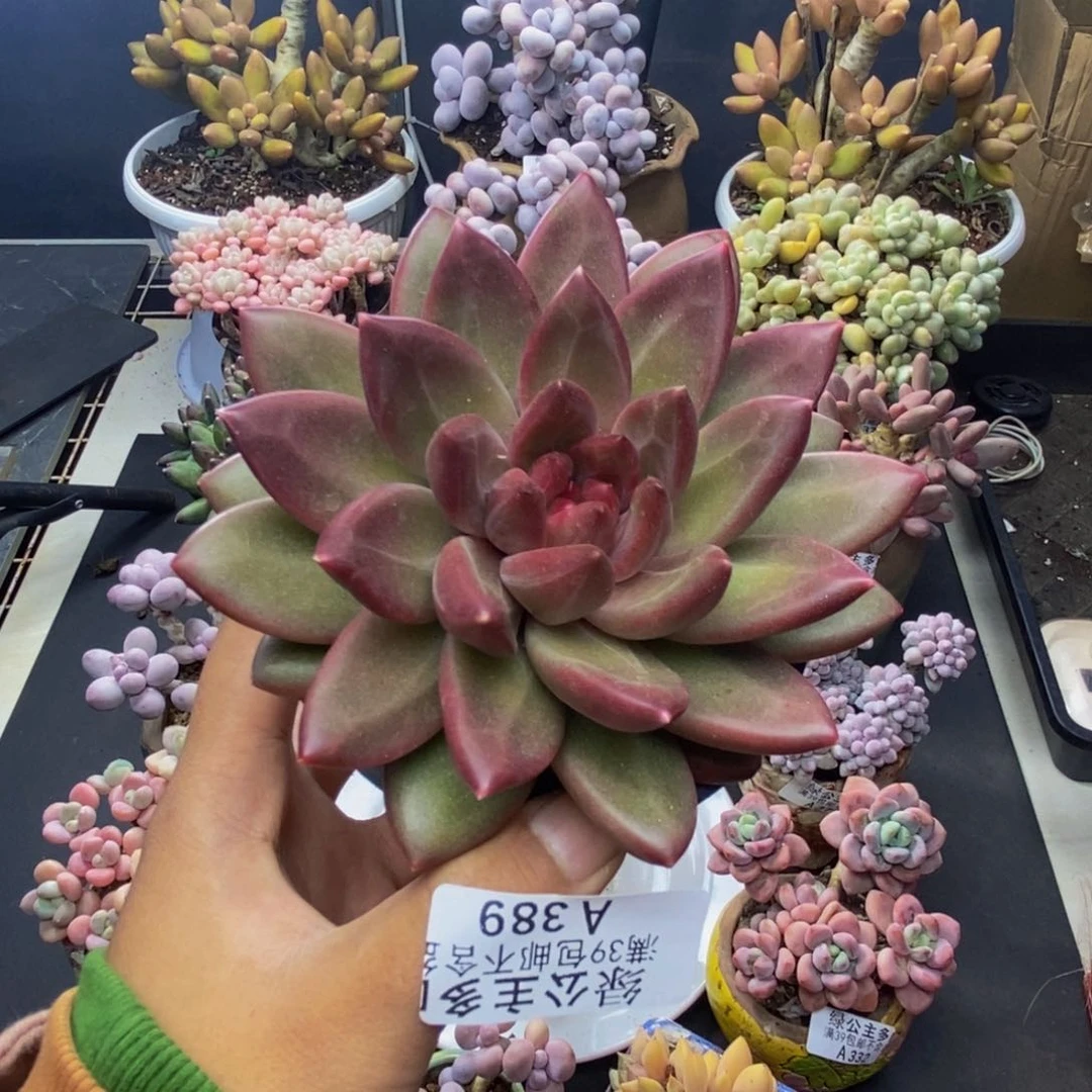 389迷雾泡泡多肉8c m