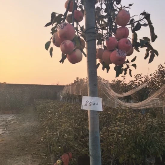 无花朵大高杆精品苹果盆栽