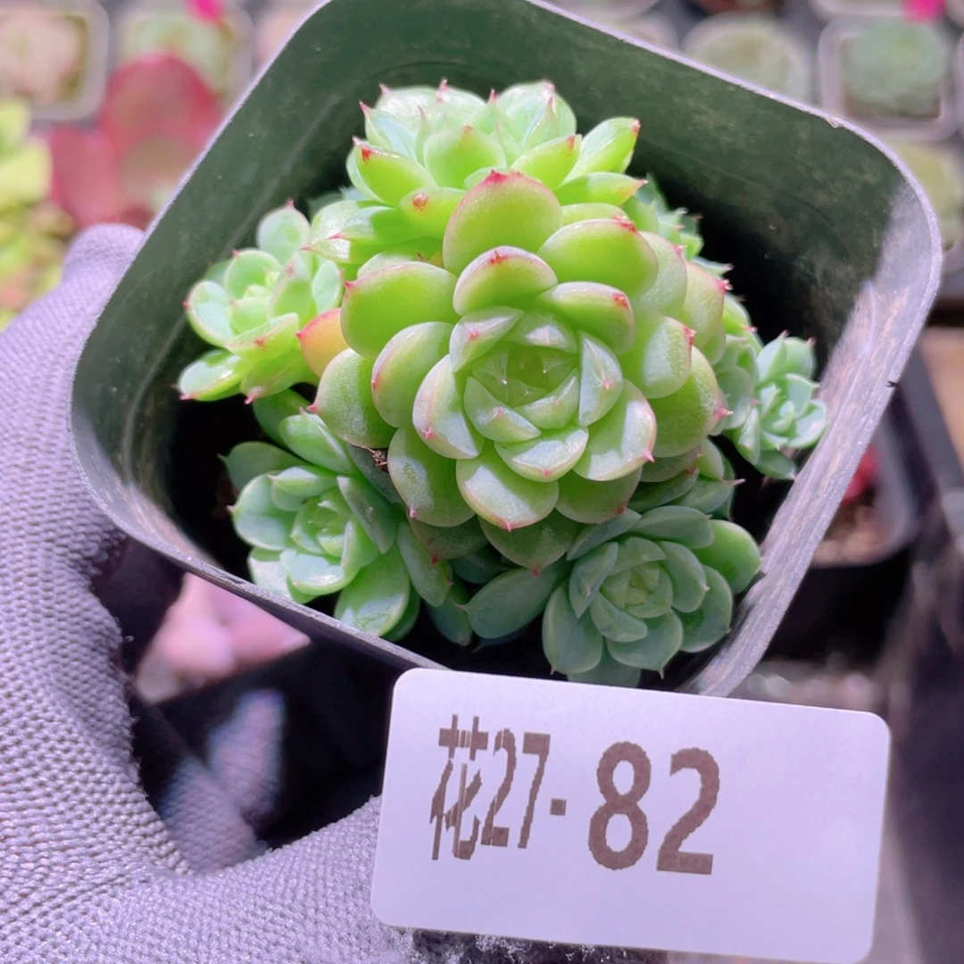 花利美27-82海王群