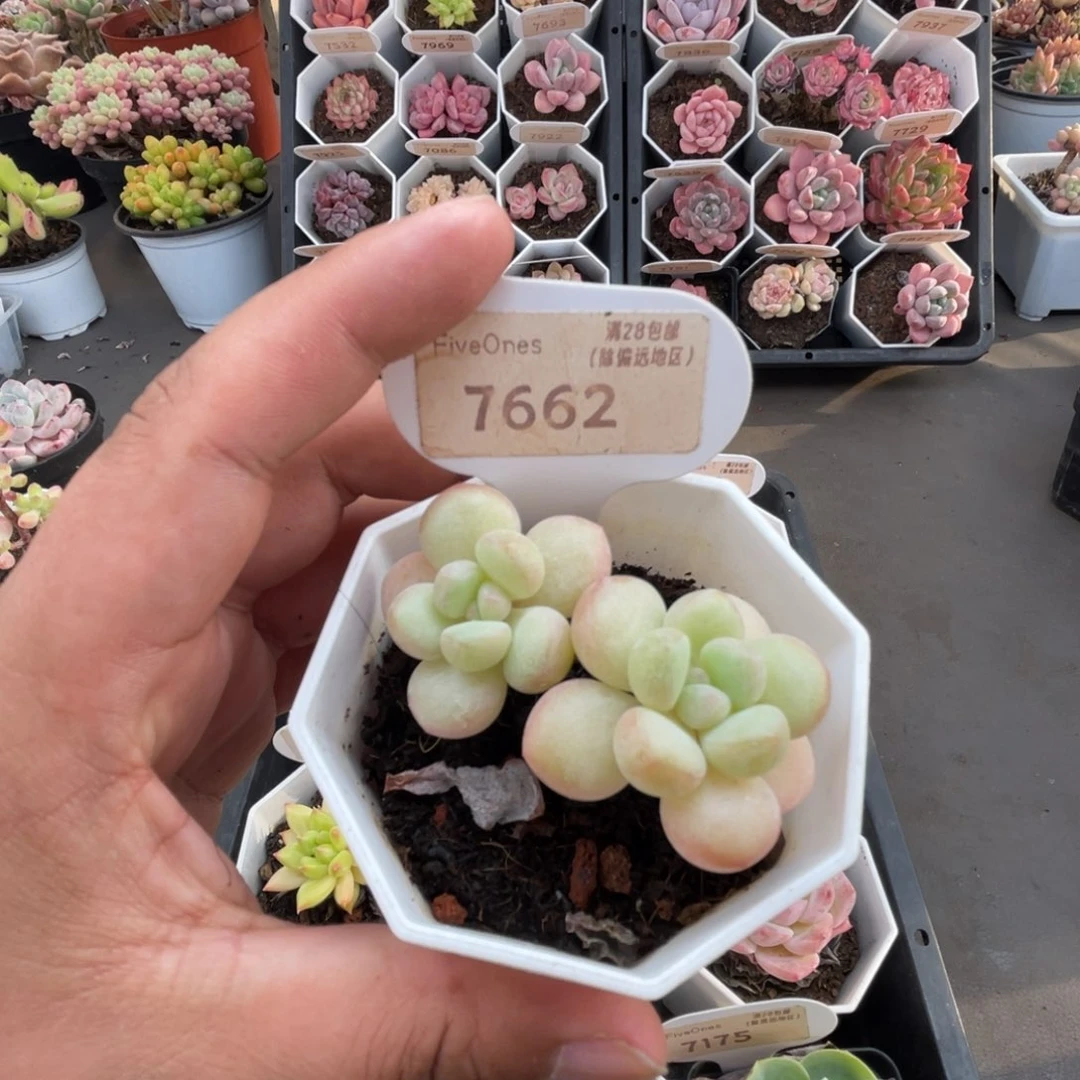 7662泡泡糖 5.0厘米