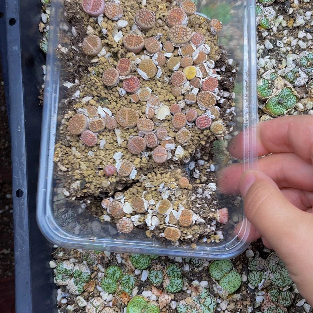 2640000000去啊花花花花谷了