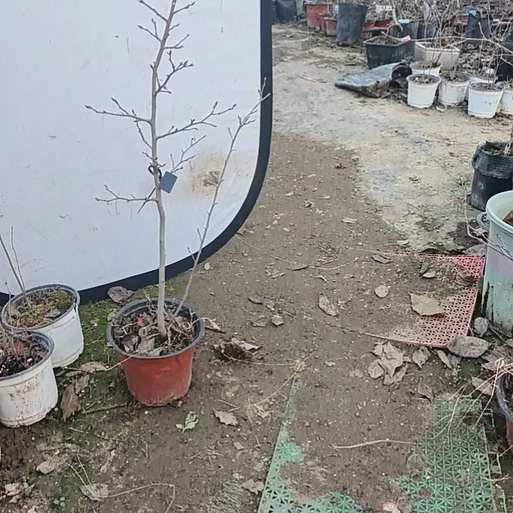 鸿***哥完全开放老鸦柿公树