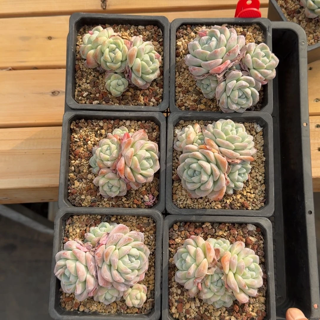 6颗一起一物一拍的