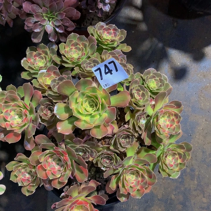 玉***儿无花朵秋锦747 寄养