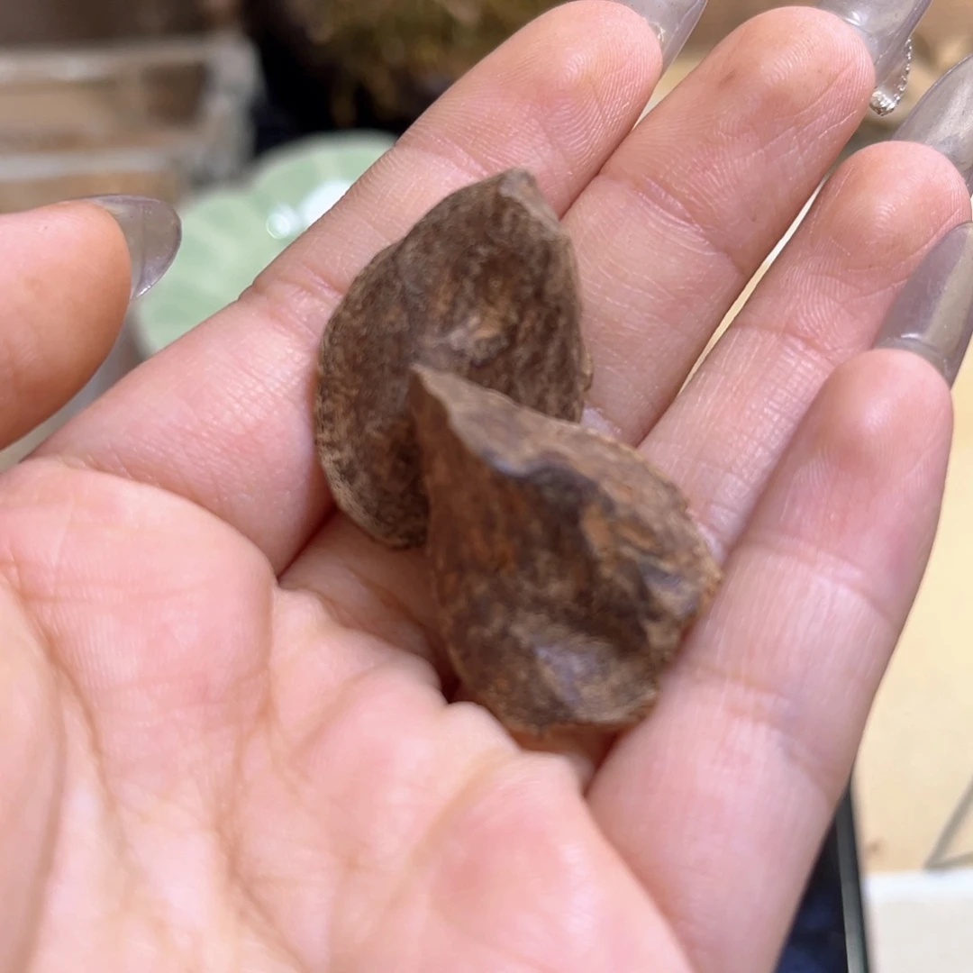 玩***木香榧木海南霸王岭小斗笠0.9克