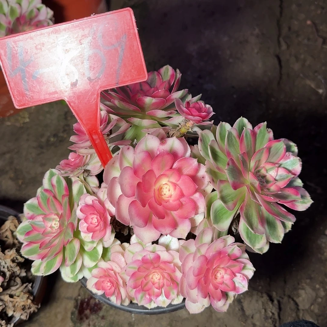 大***胖4-869倾城多肉法师