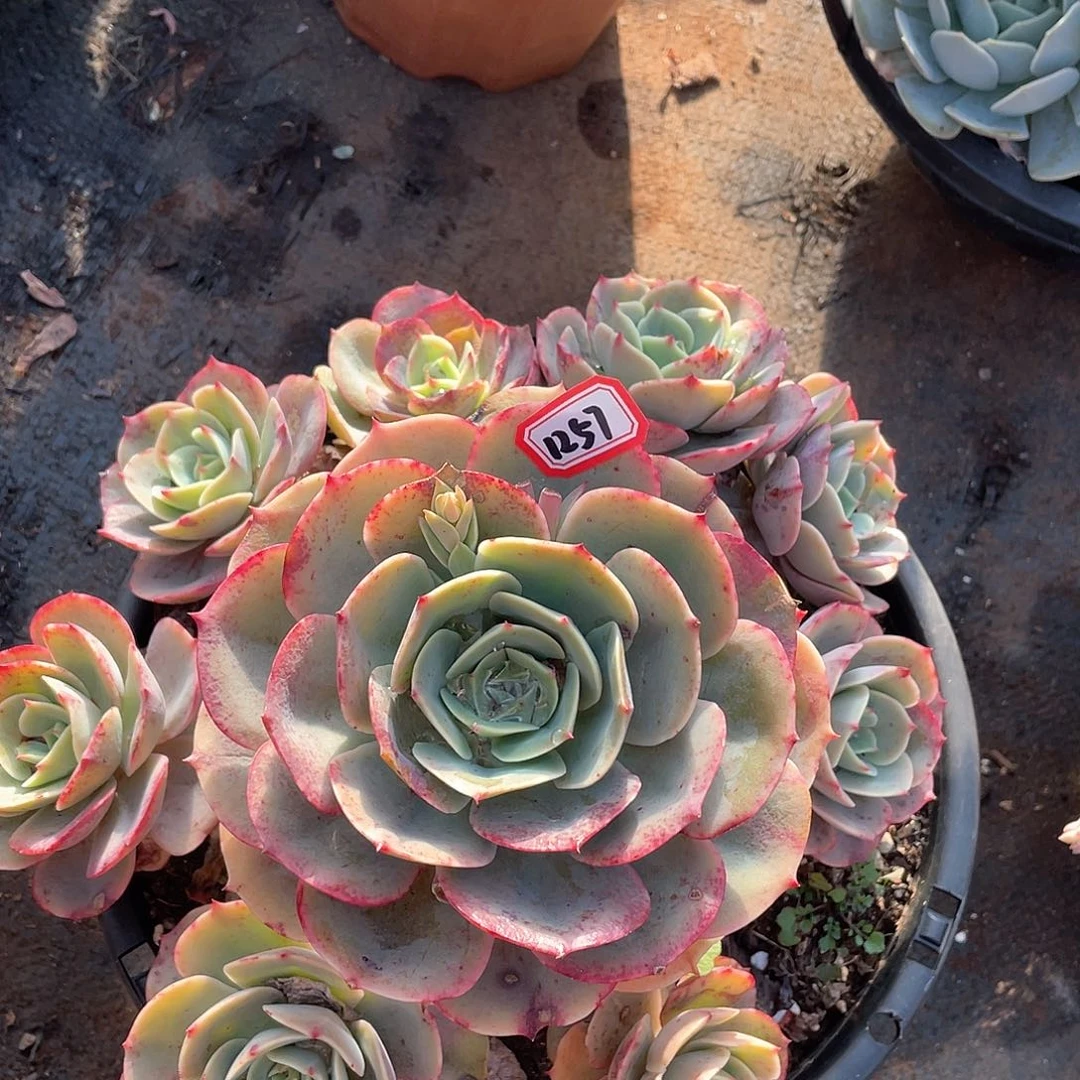 1257白雪一物一拍多肉