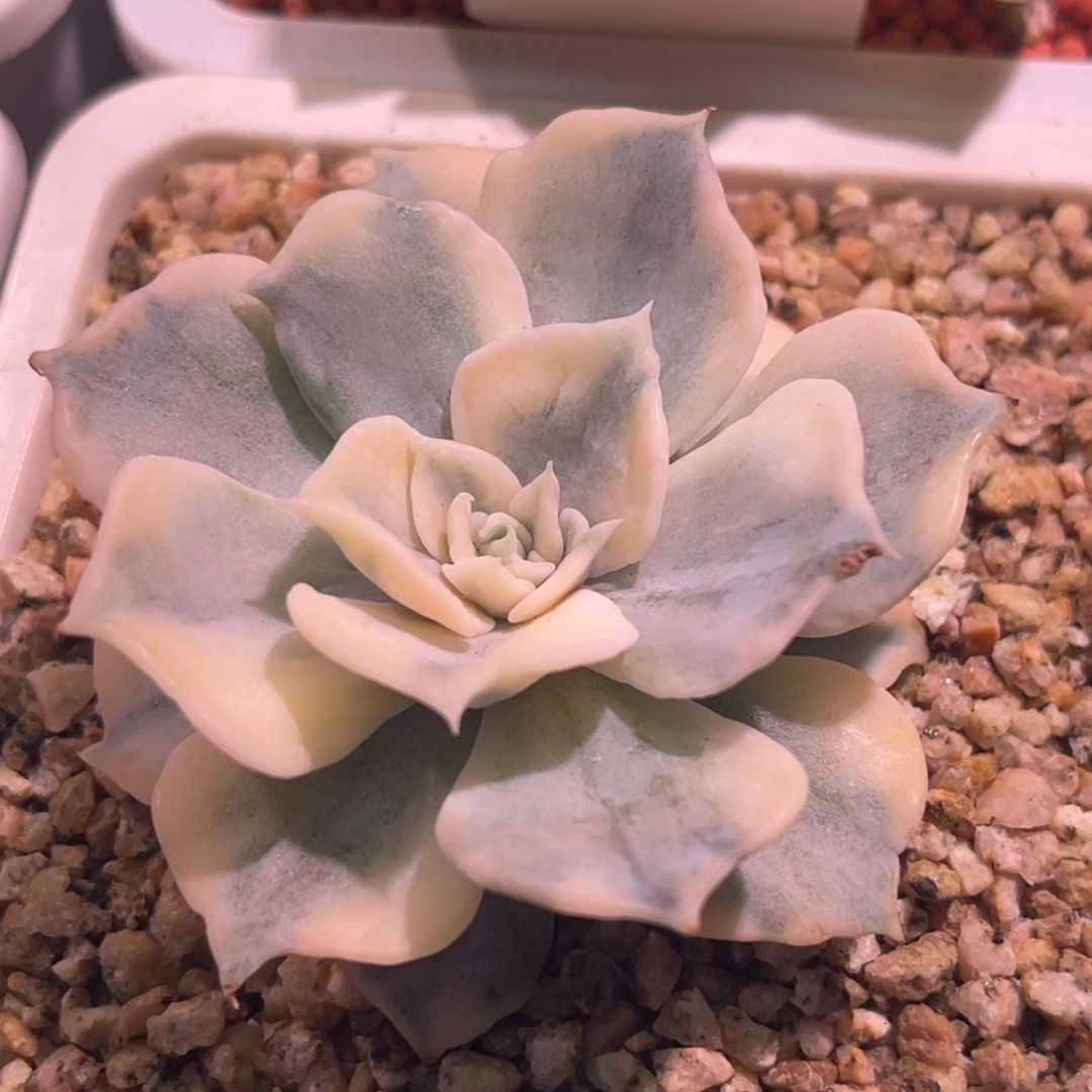 陆***熠尚品特价三色堇锦补差价丽娜莲