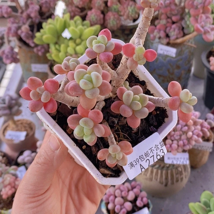 鱼子酱老桩有掉叶8cm2763多肉