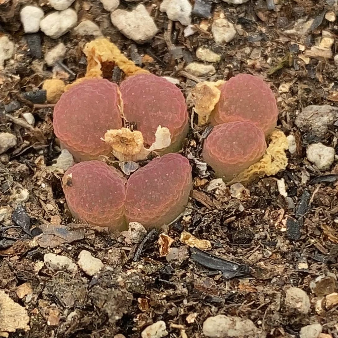 桃喜花园0418-46粉樱