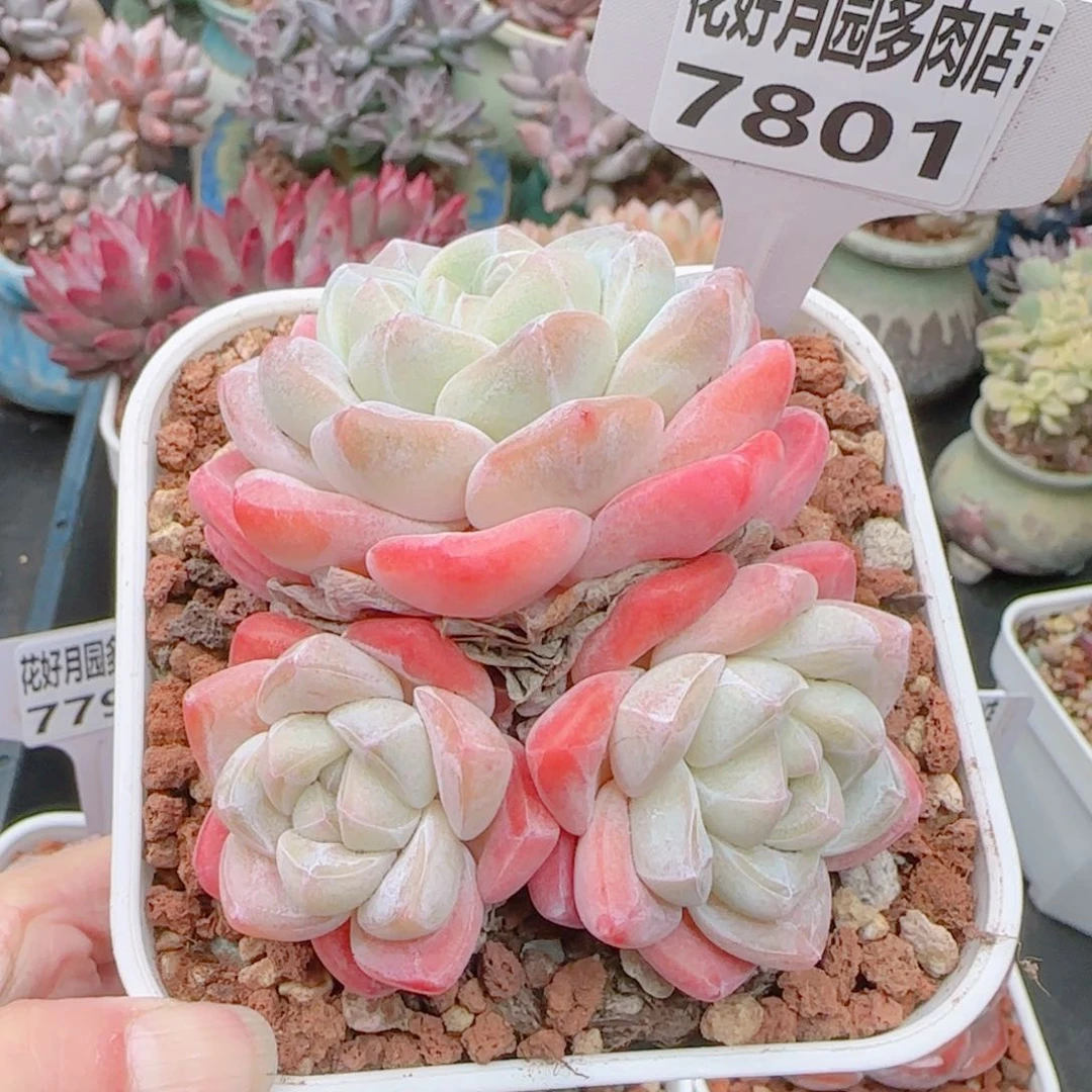 多肉植物7801…………