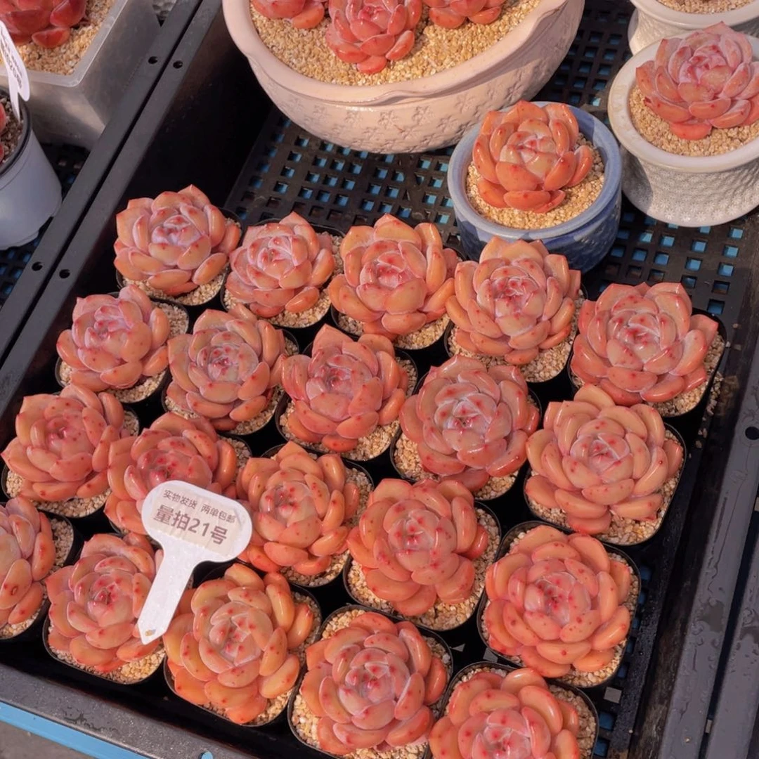 量拍21号果冻宽叶包包韩橙单头两个