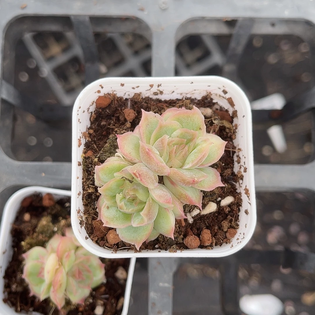 ****甜精品大双头水晶虾饺带盆土发