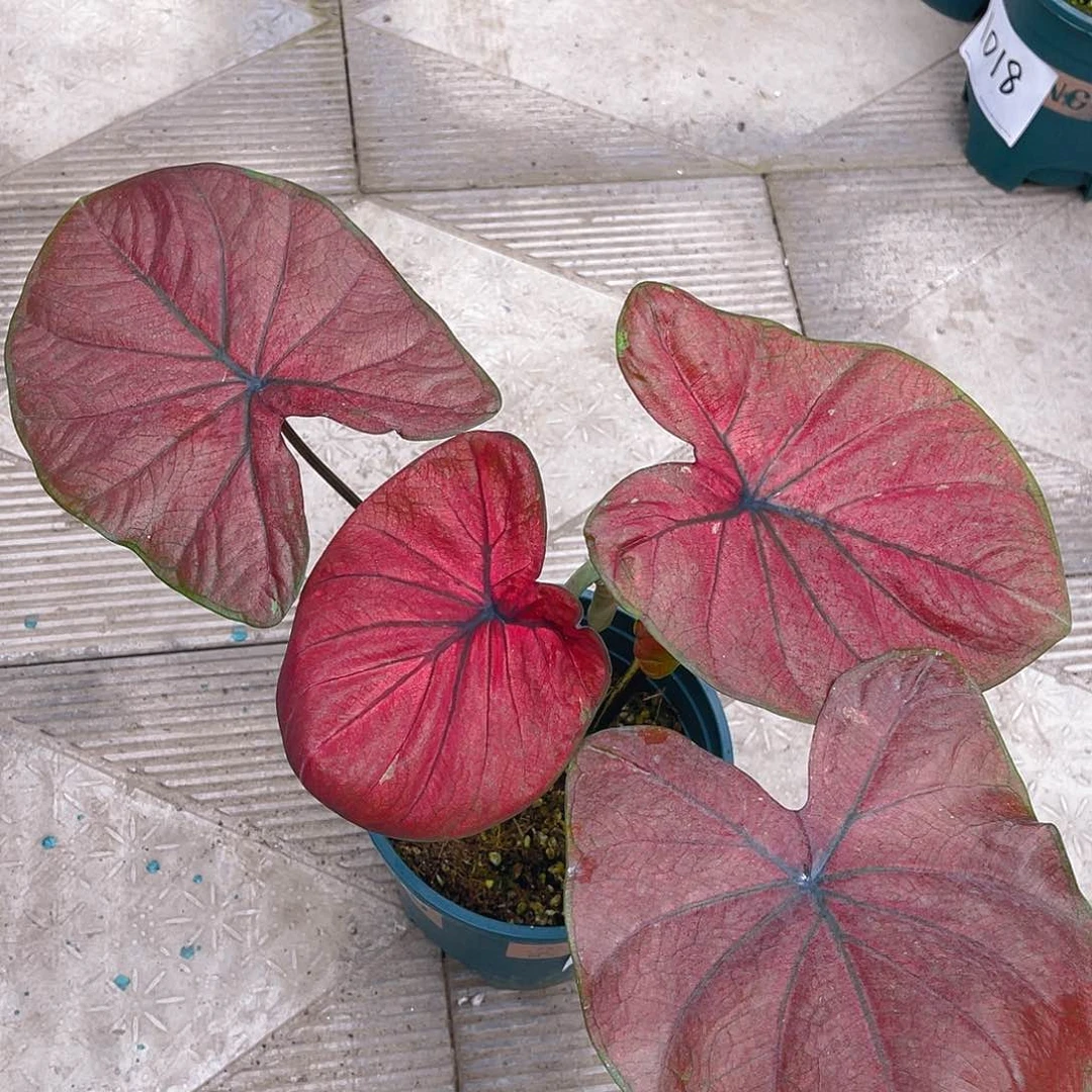 完全开放泰彩一物一拍1017