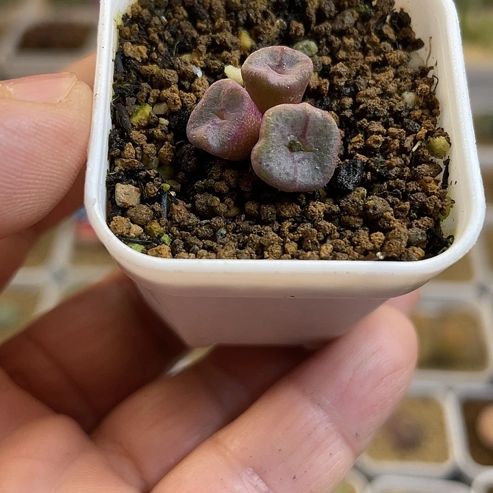 佳人园艺多肉生石花紫方碗25