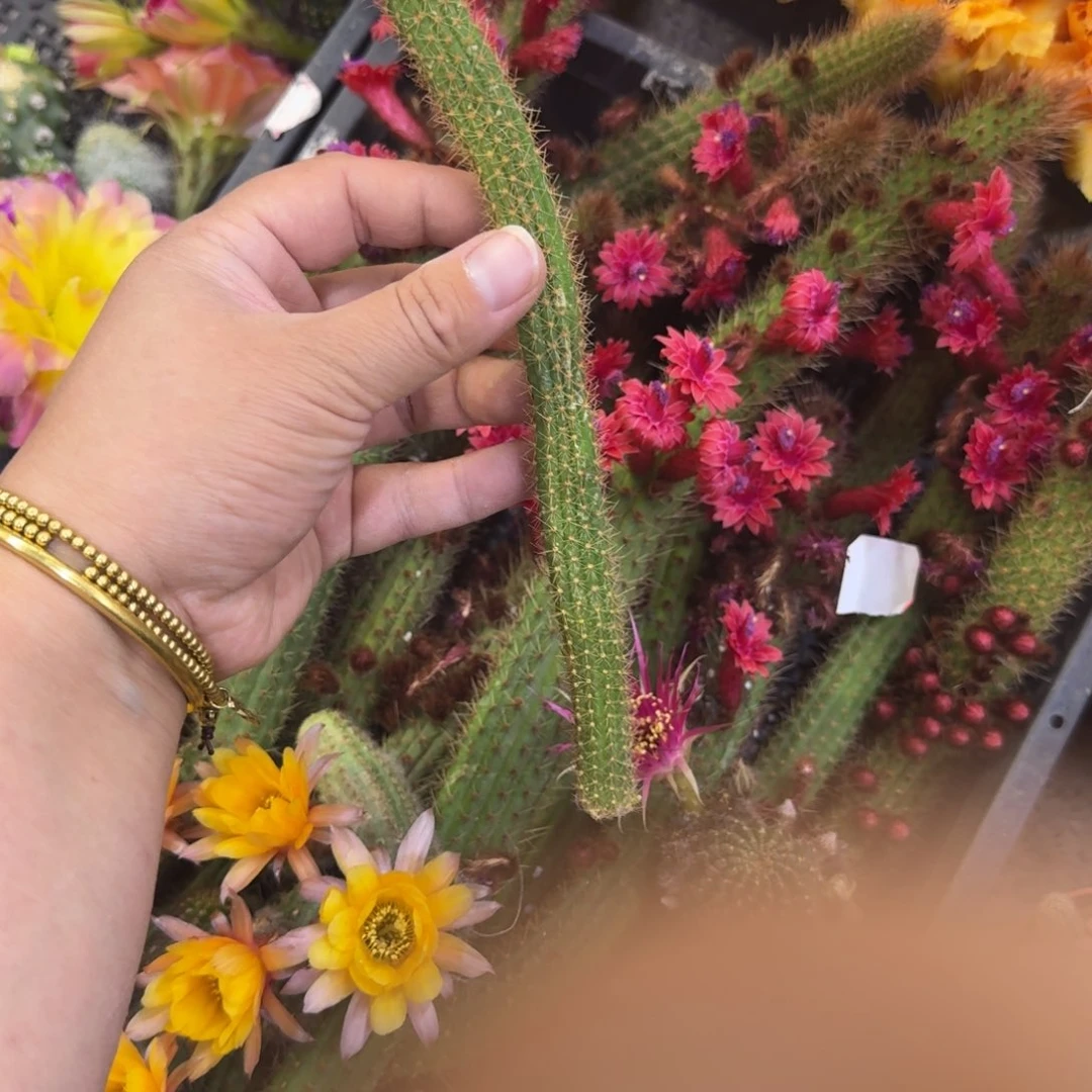 342金妞彩舞柱2个无根侧牙不好15公分左右