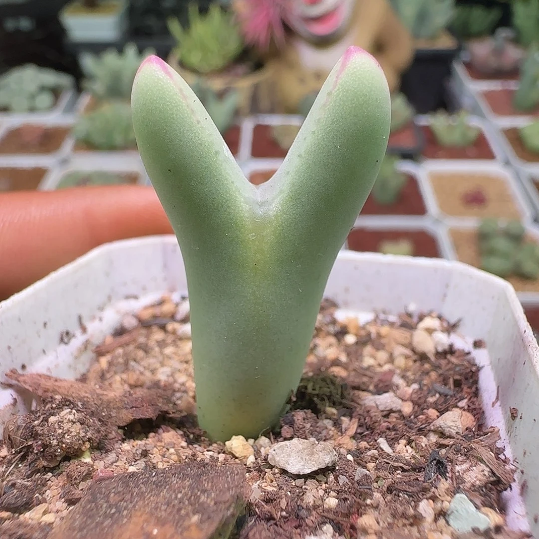 阿***娘哈哈哈哈哈哈哈哈。 638