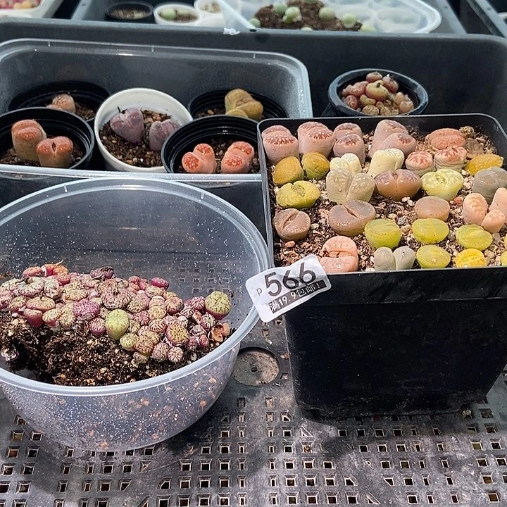 茄**椒大舅生石花肉锥多肉566